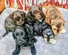 Cockapoo
