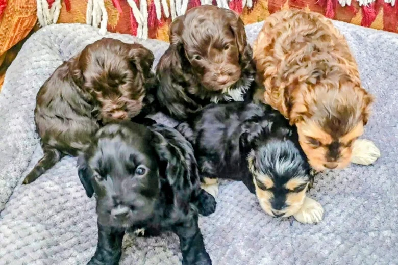 Cockapoo