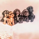 Cockapoo