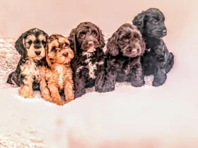 Cockapoo