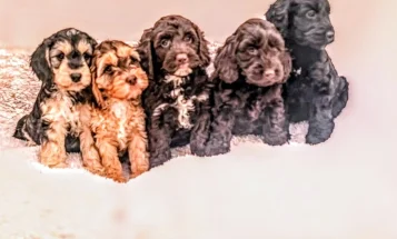 Cockapoo