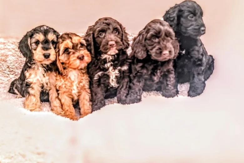 Cockapoo