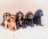 Cockapoo