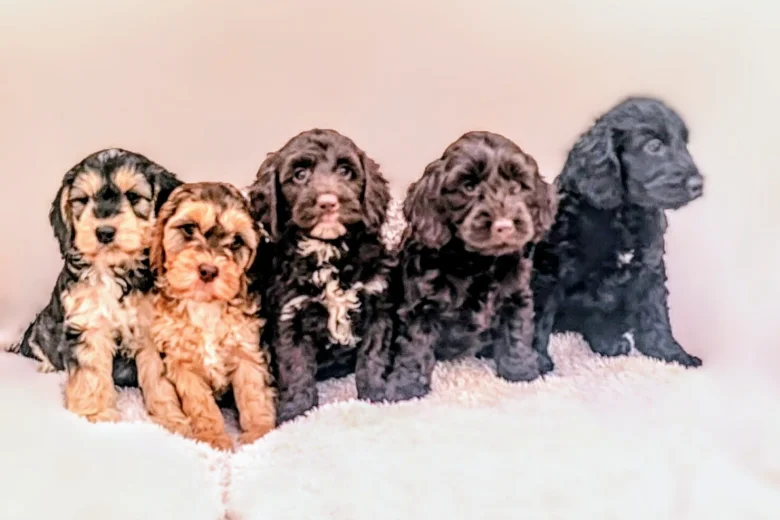 Cockapoo