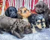 Cockapoo