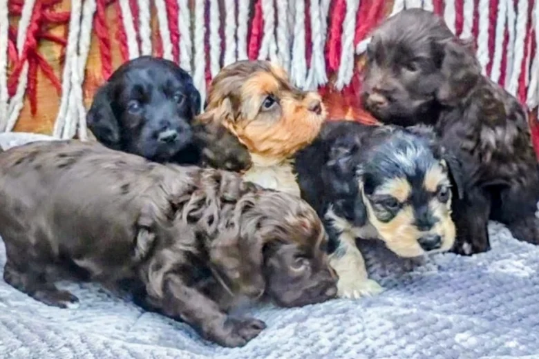 Cockapoo