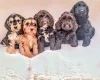Cockapoo