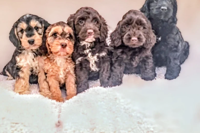 Cockapoo