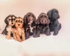 Cockapoo
