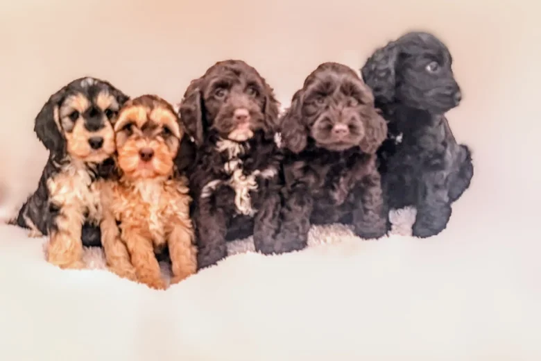 Cockapoo