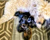 Cockapoo