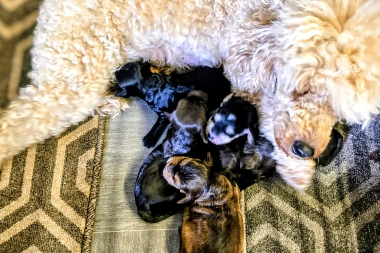 Cockapoo