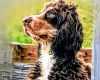 Cockapoo