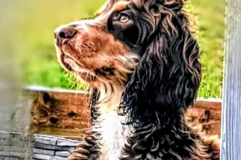 Cockapoo