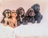 Cockapoo