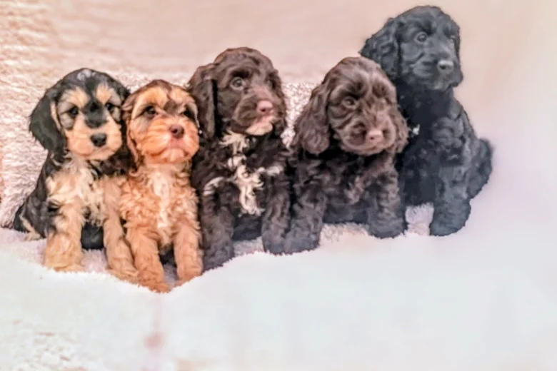 Cockapoo