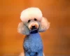 Cockapoo