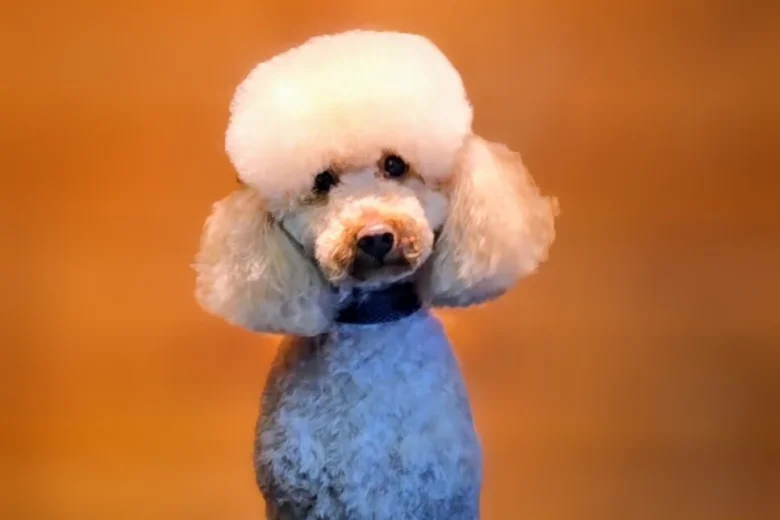 Cockapoo