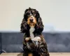 Cockapoo