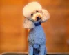 Cockapoo