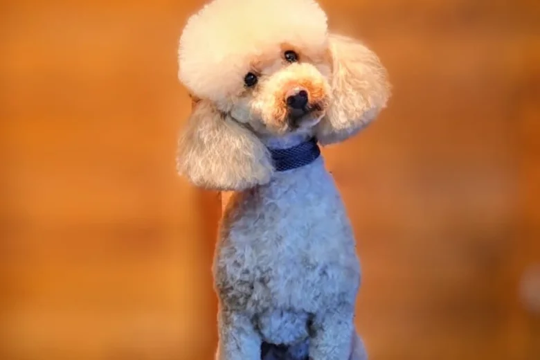 Cockapoo