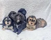 Cockapoo