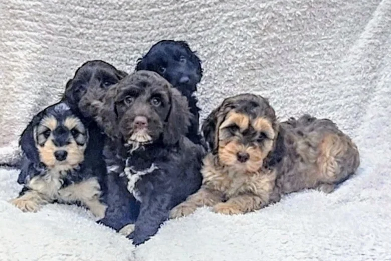 Cockapoo