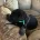 German Shepherd (Alsatian)