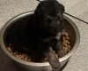 German Shepherd (Alsatian)