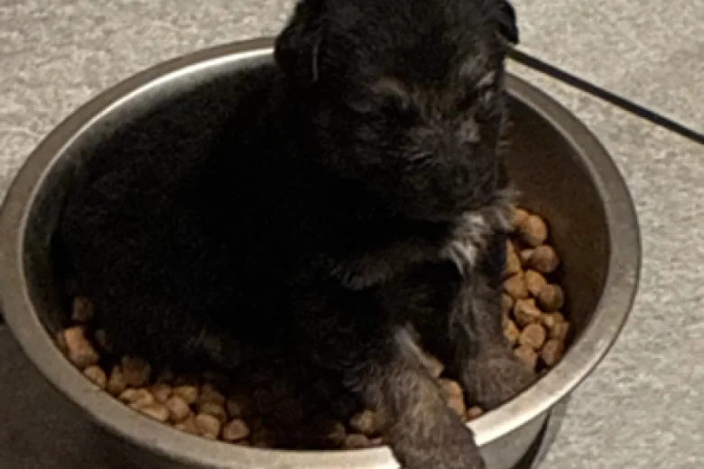 German Shepherd (Alsatian)