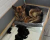 German Shepherd (Alsatian)
