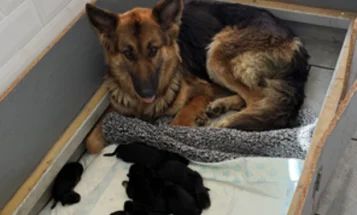 German Shepherd (Alsatian)