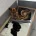 German Shepherd (Alsatian)