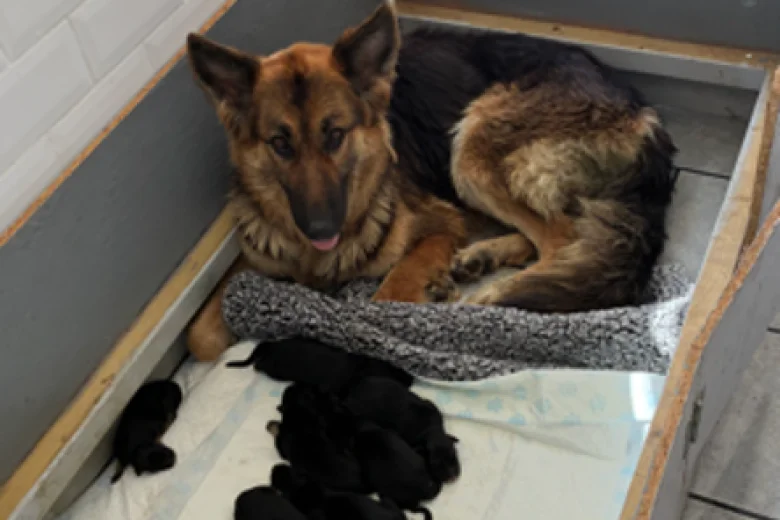 German Shepherd (Alsatian)