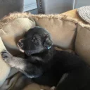 German Shepherd (Alsatian)