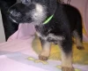 German Shepherd (Alsatian)