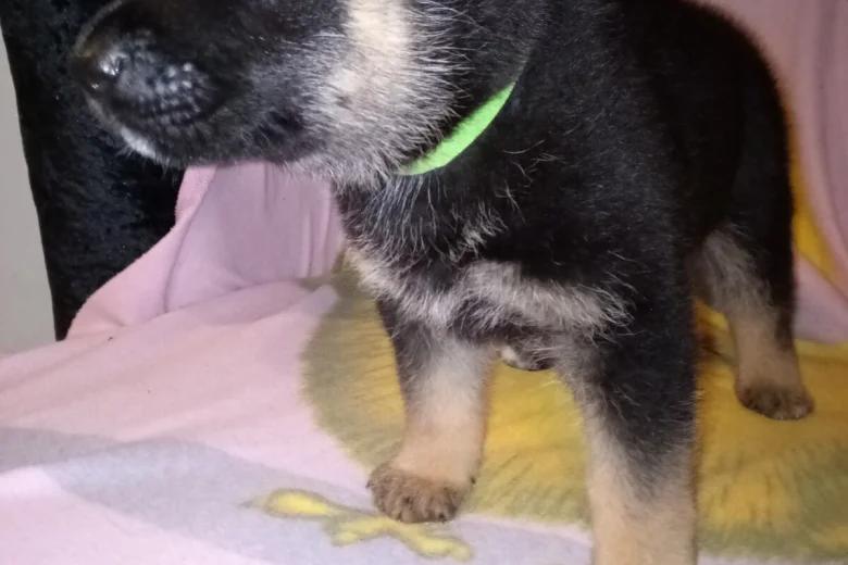 German Shepherd (Alsatian)