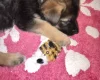 German Shepherd (Alsatian)