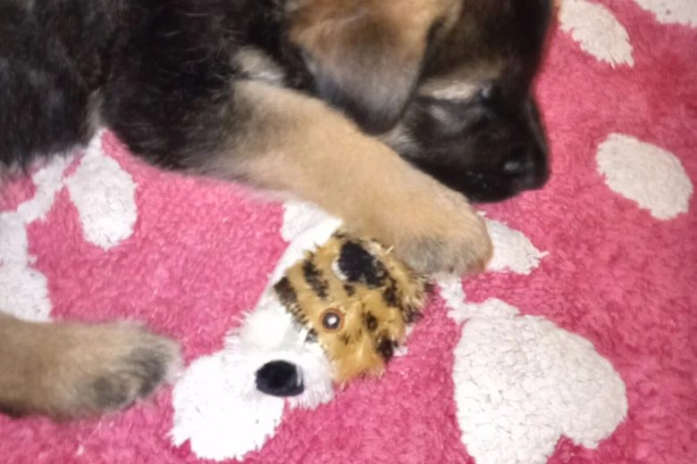 German Shepherd (Alsatian)