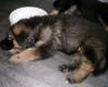 German Shepherd (Alsatian)