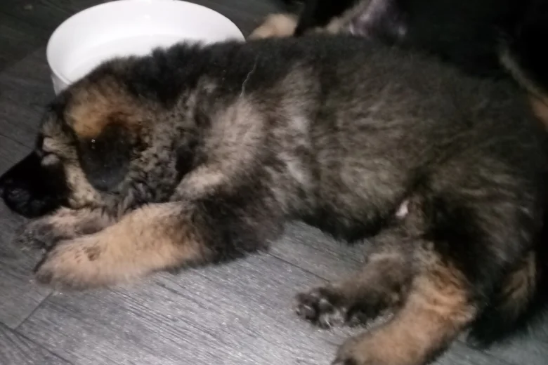 German Shepherd (Alsatian)