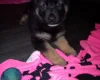 German Shepherd (Alsatian)