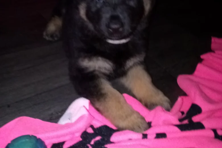 German Shepherd (Alsatian)