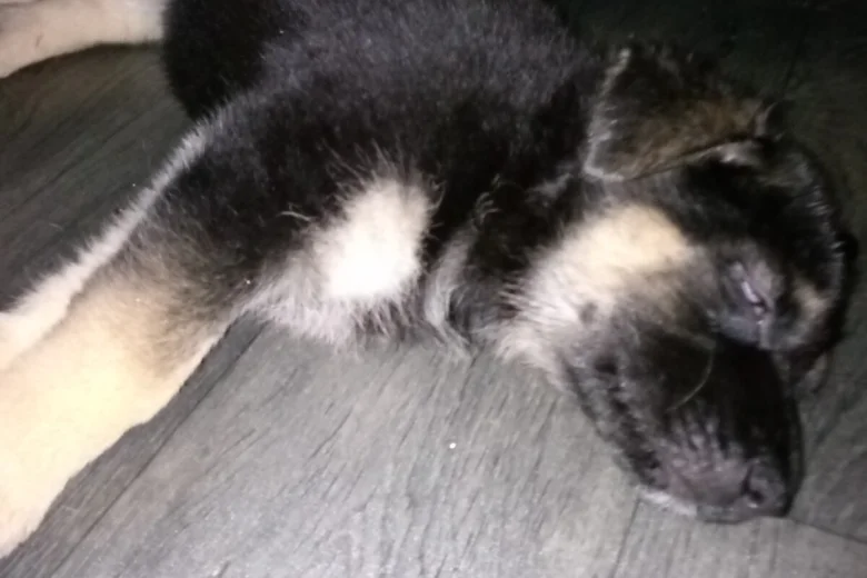 German Shepherd (Alsatian)