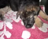 German Shepherd (Alsatian)
