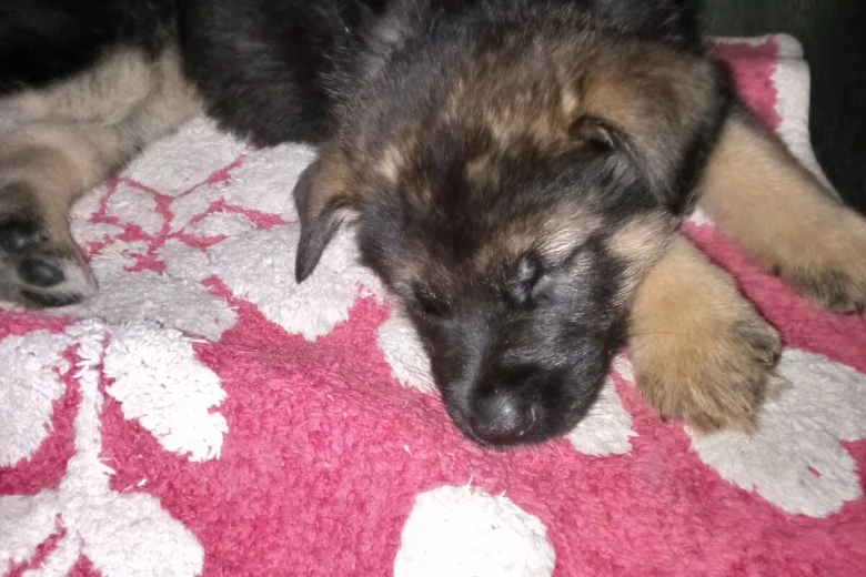 German Shepherd (Alsatian)