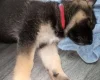 German Shepherd (Alsatian)