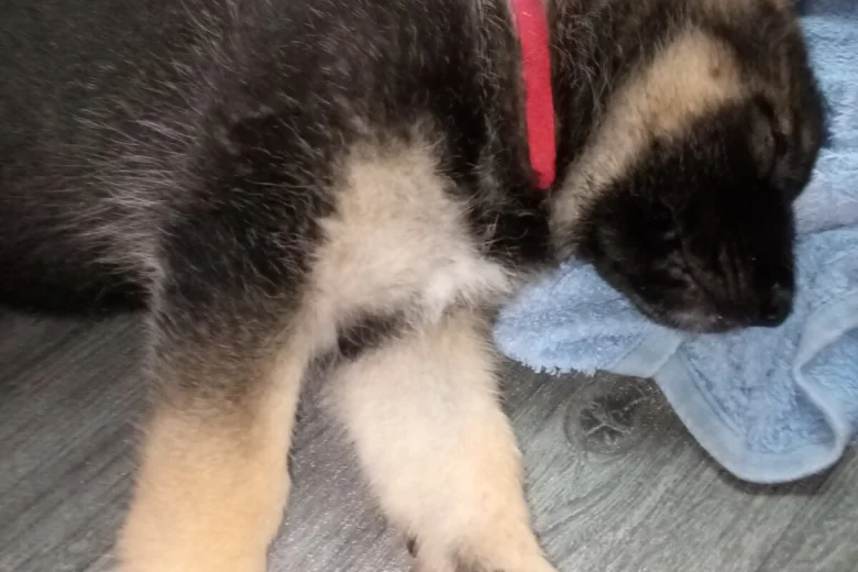 German Shepherd (Alsatian)