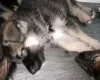 German Shepherd (Alsatian)