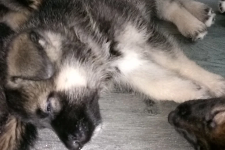 German Shepherd (Alsatian)